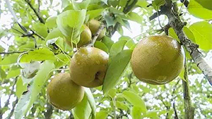 揭陽鄒堂青皮梨